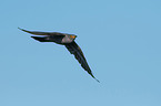 common cuckoo