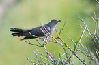 common cuckoo