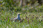 common cuckoo