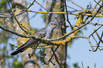 common cuckoo