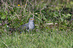 common cuckoo