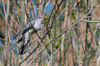 common cuckoo