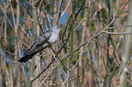 common cuckoo