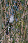 common cuckoo