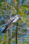 common cuckoo