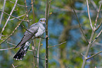 common cuckoo