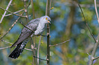 common cuckoo