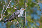 common cuckoo