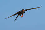 common cuckoo