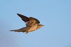 common cuckoo