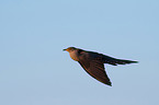 common cuckoo