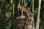 common cuckoo in nest of eurasian reed warbler