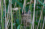 common cuckoo in nest of eurasian reed warbler