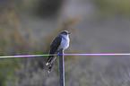 common cuckoo