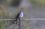 common cuckoo