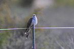 common cuckoo