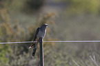 common cuckoo