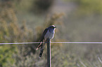 common cuckoo