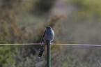 common cuckoo