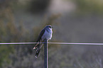 common cuckoo