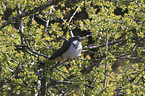 common cuckoo