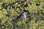 common cuckoo