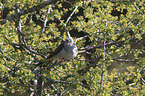 common cuckoo