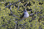 common cuckoo