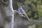 common cuckoo