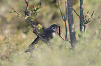 common cuckoo