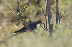 common cuckoo