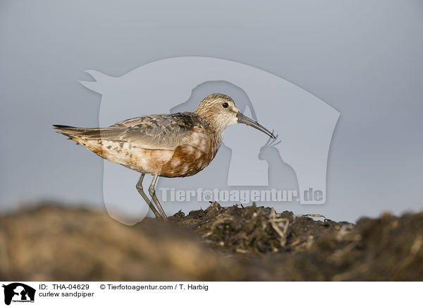 Sichelstrandlufer / curlew sandpiper / THA-04629