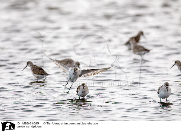 curlew sandpipers / MBS-24685