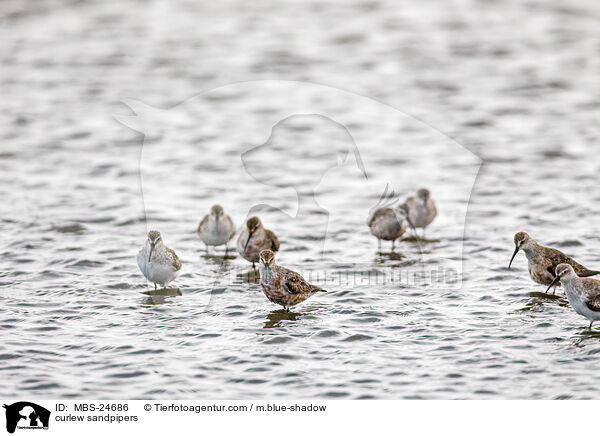 curlew sandpipers / MBS-24686