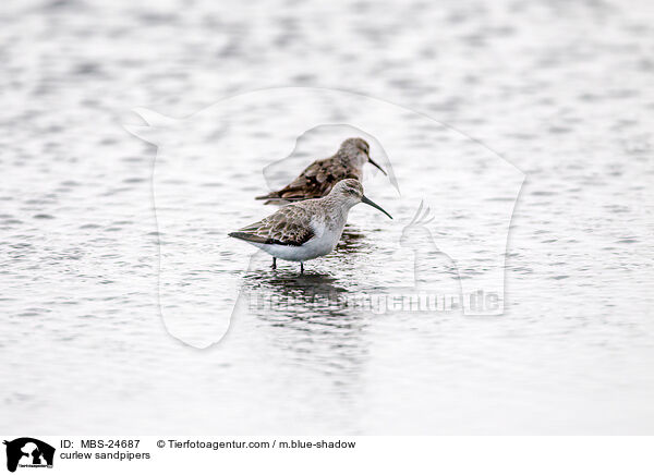 curlew sandpipers / MBS-24687