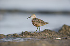 curlew sandpiper