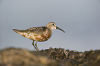 curlew sandpiper