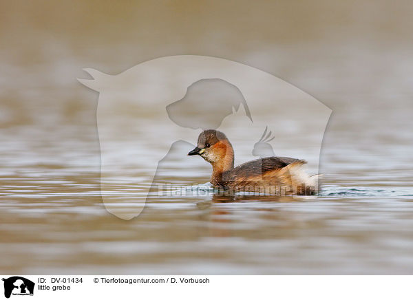 little grebe / DV-01434