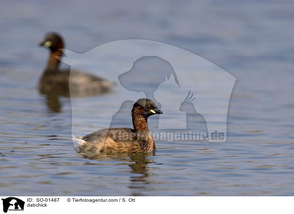 dabchick / SO-01487