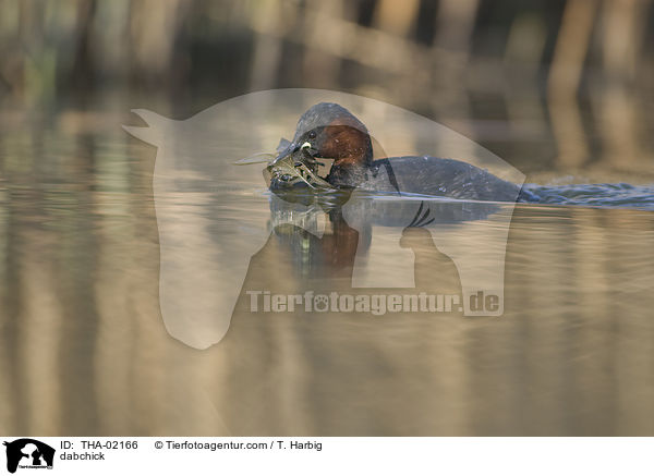 Zwergtaucher / dabchick / THA-02166