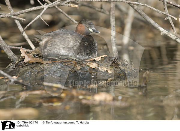 Zwergtaucher / dabchick / THA-02170