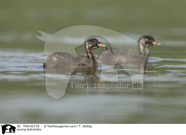 young dabchicks / THA-02178