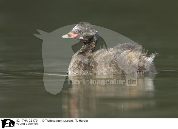 junger Zwergtaucher / young dabchick / THA-02179
