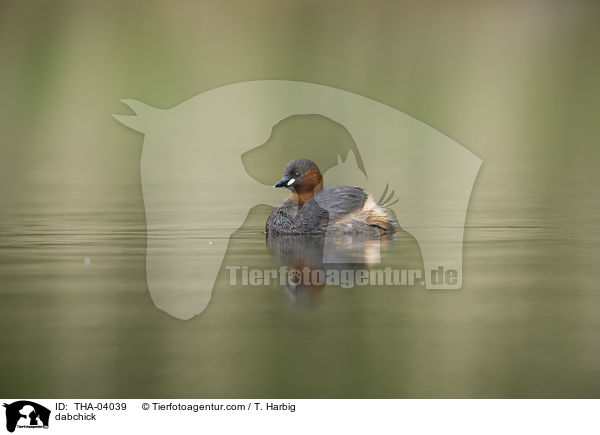 Zwergtaucher / dabchick / THA-04039