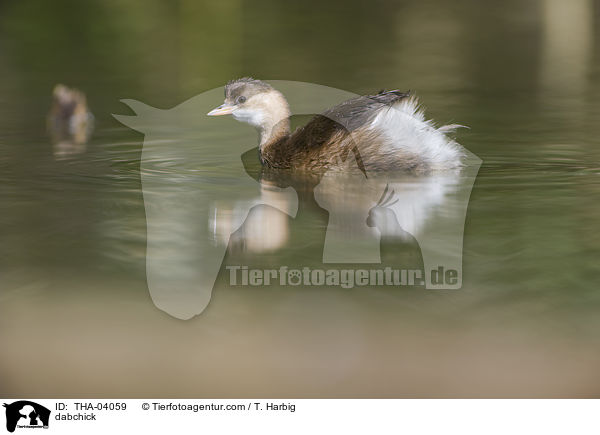 Zwergtaucher / dabchick / THA-04059