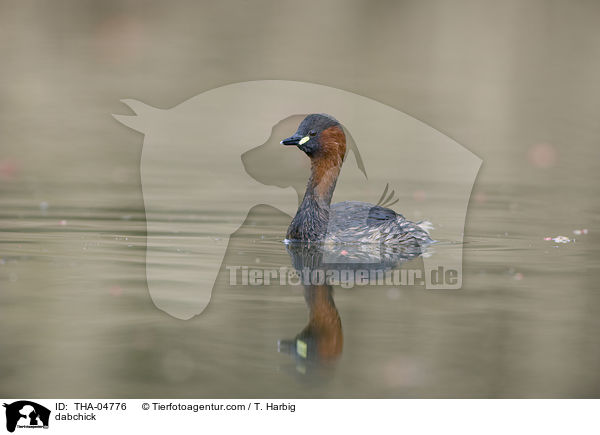 dabchick / THA-04776