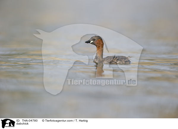 Zwergtaucher / dabchick / THA-04780