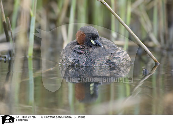 Zwergtaucher / dabchick / THA-04783