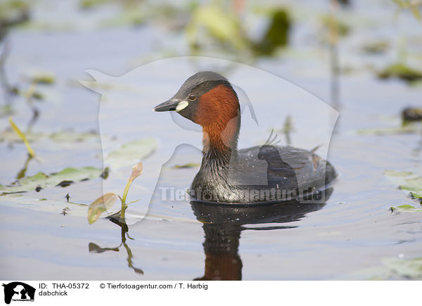 Zwergtaucher / dabchick / THA-05372
