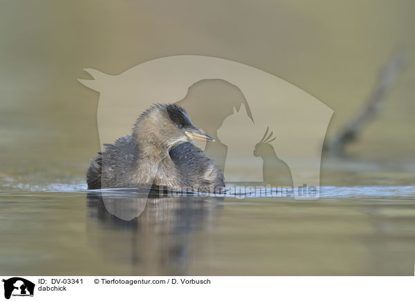 Zwergtaucher / dabchick / DV-03341